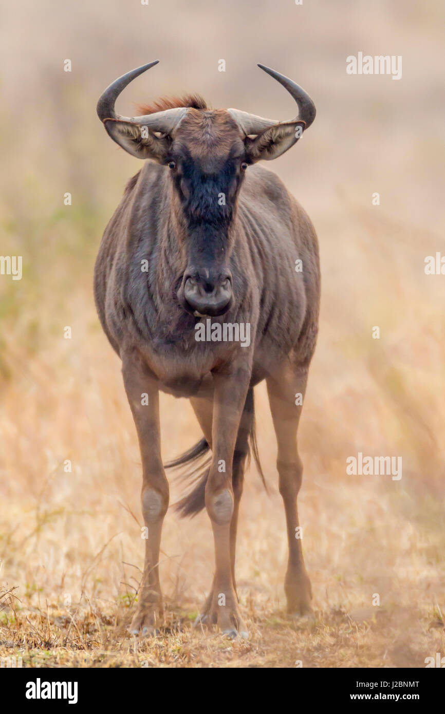 L'Afrique, Afrique du Sud, Londolozi Private Game Reserve. Vue frontale de GNU. En tant que crédit : Fred Seigneur / Jaynes Gallery / DanitaDelimont.com Banque D'Images