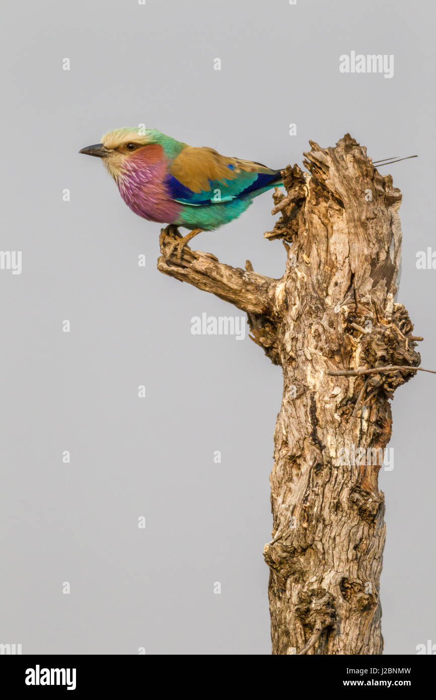 L'Afrique, Afrique du Sud, Londolozi Private Game Reserve. Lilac-breasted roller bird sur moignon. En tant que crédit : Fred Seigneur / Jaynes Gallery / DanitaDelimont.com Banque D'Images