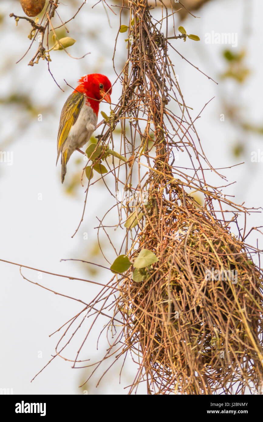 L'Afrique, Afrique du Sud, Londolozi Private Game Reserve. Homme à tête rouge weaver sur son nid. En tant que crédit : Fred Seigneur / Jaynes Gallery / DanitaDelimont.com Banque D'Images