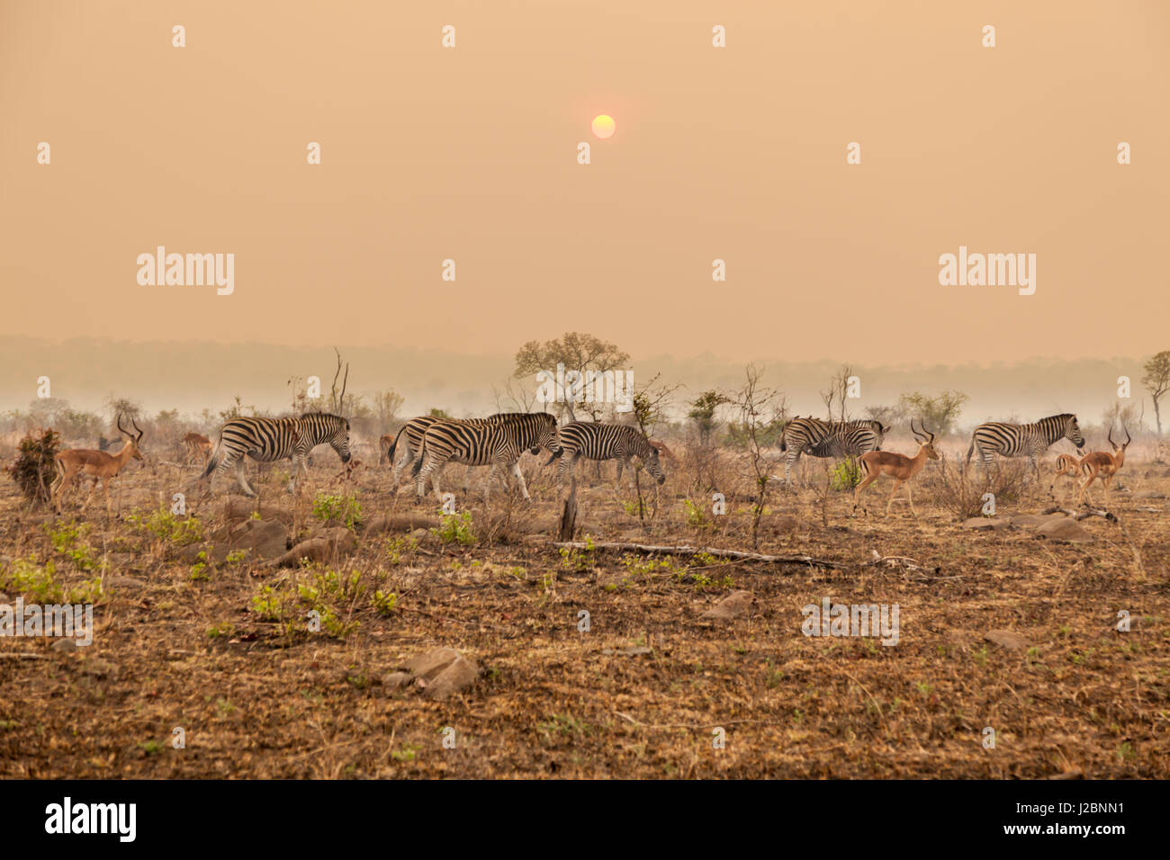 L'Afrique, Afrique du Sud, Londolozi Private Game Reserve. Les zèbres et les impalas et fumée de feu au lever du soleil. En tant que crédit : Fred Seigneur / Jaynes Gallery / DanitaDelimont.com Banque D'Images