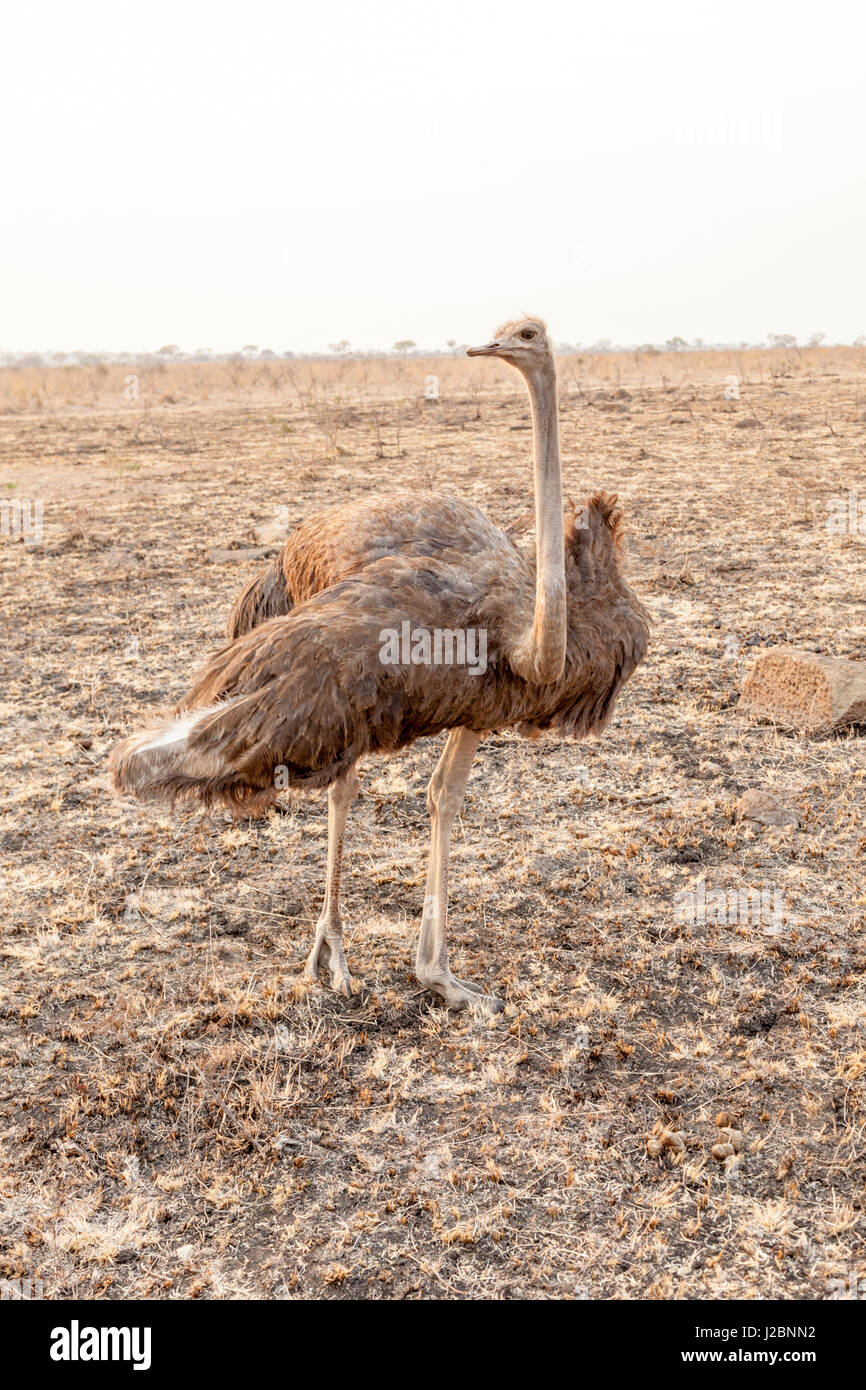 L'Afrique, Afrique du Sud. Autruche femelle dans l'accouplement. En tant que crédit : Fred Seigneur / Jaynes Gallery / DanitaDelimont.com Banque D'Images