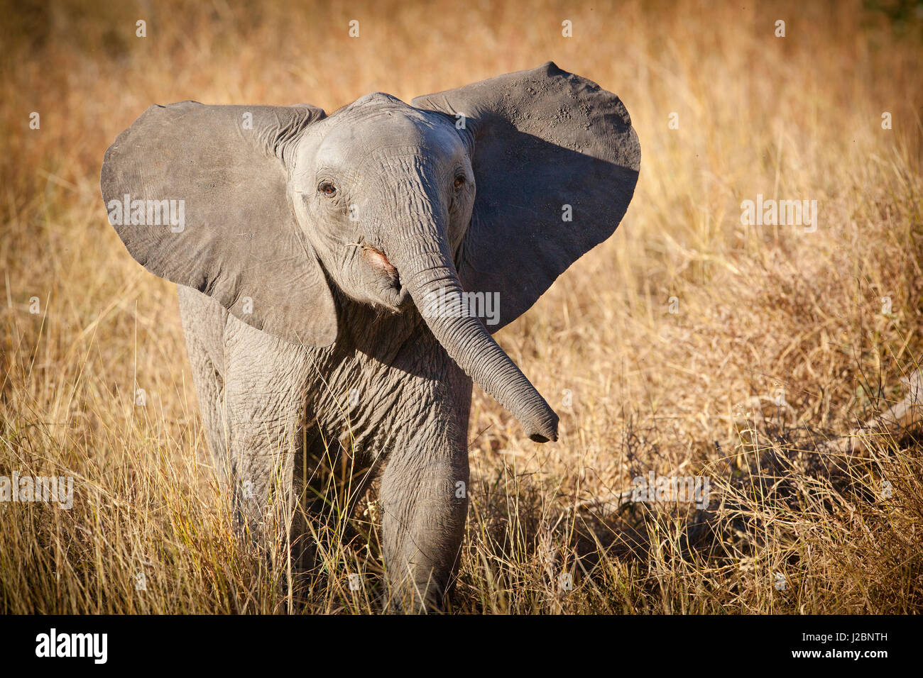 Londolozi Game Reserve, Afrique du Sud. Les jeunes éléphants de Bush. Banque D'Images