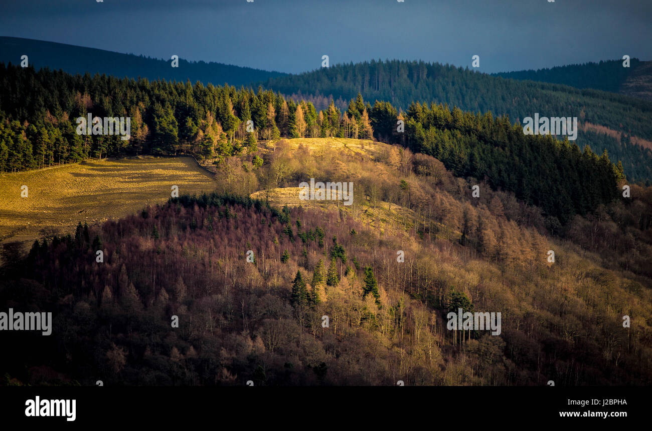 Soleil d'hiver sur Janet's Brae, Moorfoot Hills, Peebles, Ecosse Banque D'Images