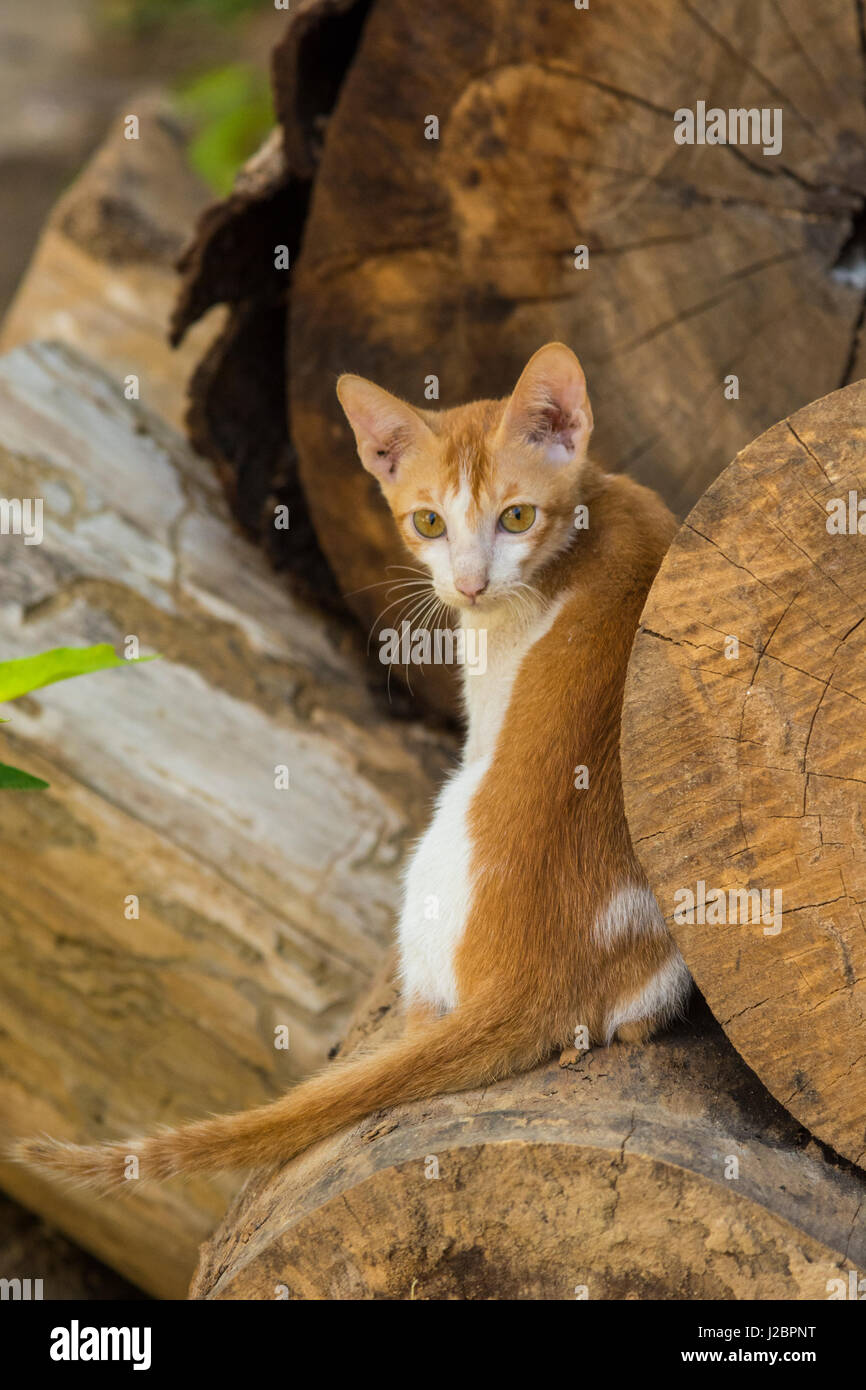 Le Myanmar. Mandalay. Maha Aung Myae Monastère San d'os. Les chats dans l'enceinte du monastère. Banque D'Images