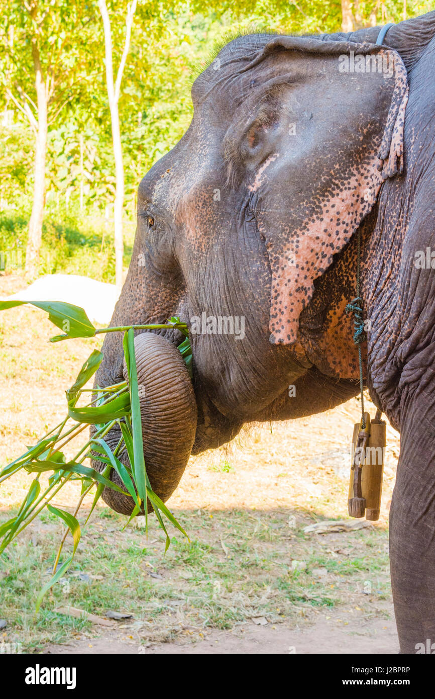 Le Myanmar. L'État Shan. Près de Kalaw. Green Hill Valley Camp d'éléphant. Manger l'éléphant de la canne à sucre. Banque D'Images