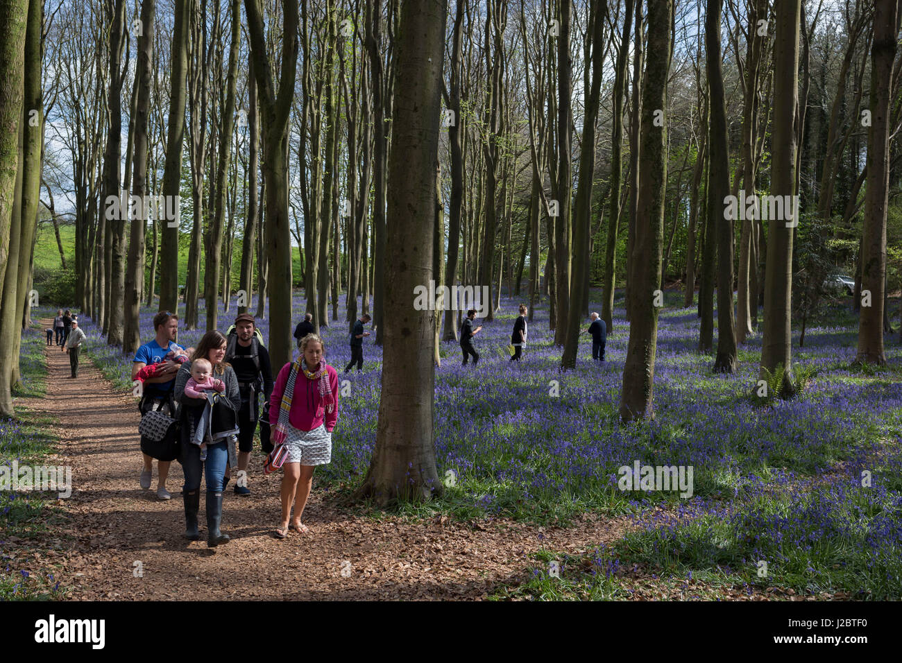 Promenade à travers les familles, bois Bluebell le 23 avril 2017, en Wrington, North Somerset, Angleterre. Banque D'Images