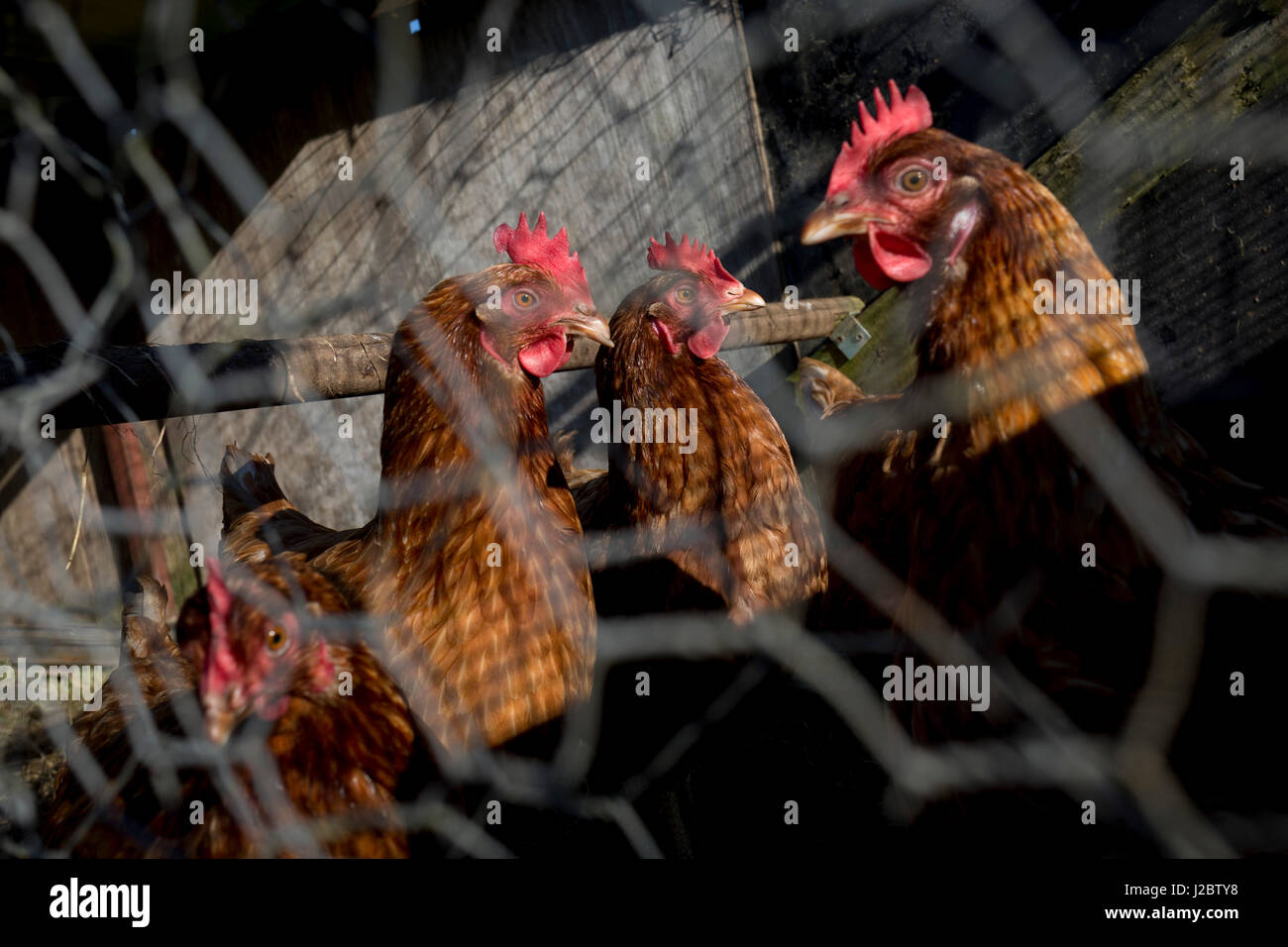 Poules sains conservés derrière le fil de poulet sur une petite exploitation rurale le 22 avril 2017, en Wrington, North Somerset, Angleterre. Banque D'Images