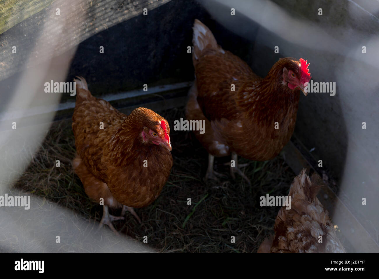 Poules sains conservés derrière le fil de poulet sur une petite exploitation rurale le 22 avril 2017, en Wrington, North Somerset, Angleterre. Banque D'Images