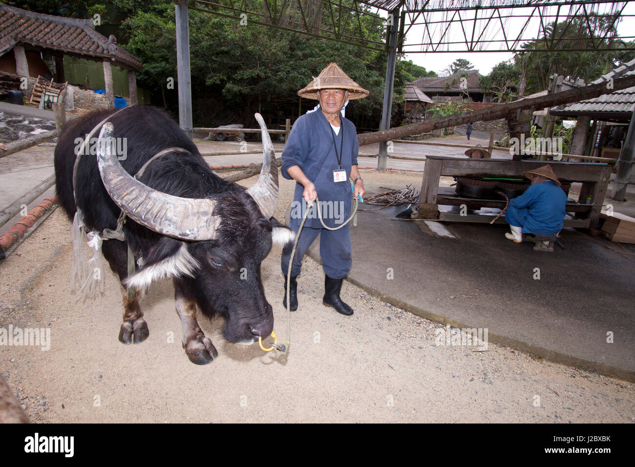 Une branche de buffles d'eau alimente un broyeur de canne à sucre dans le centre d'un large anneau à le Ryukyu Village, un parc à thème dédié à l'ancienne culture d'Okinawa. Banque D'Images