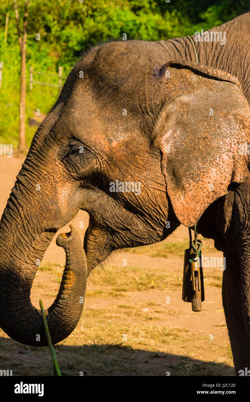 Le Myanmar. L'État Shan. Près de Kalaw. Green Hill Valley Camp d'éléphant. Portrait d'un éléphant atteint son tronc vers sa bouche. Banque D'Images