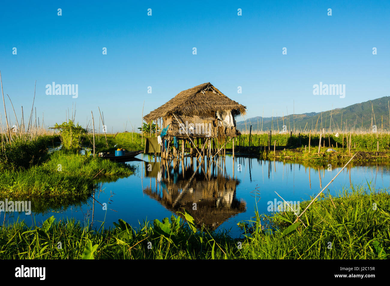 Le Myanmar. L'État Shan. Lac Inle. Ferme flottante. Banque D'Images