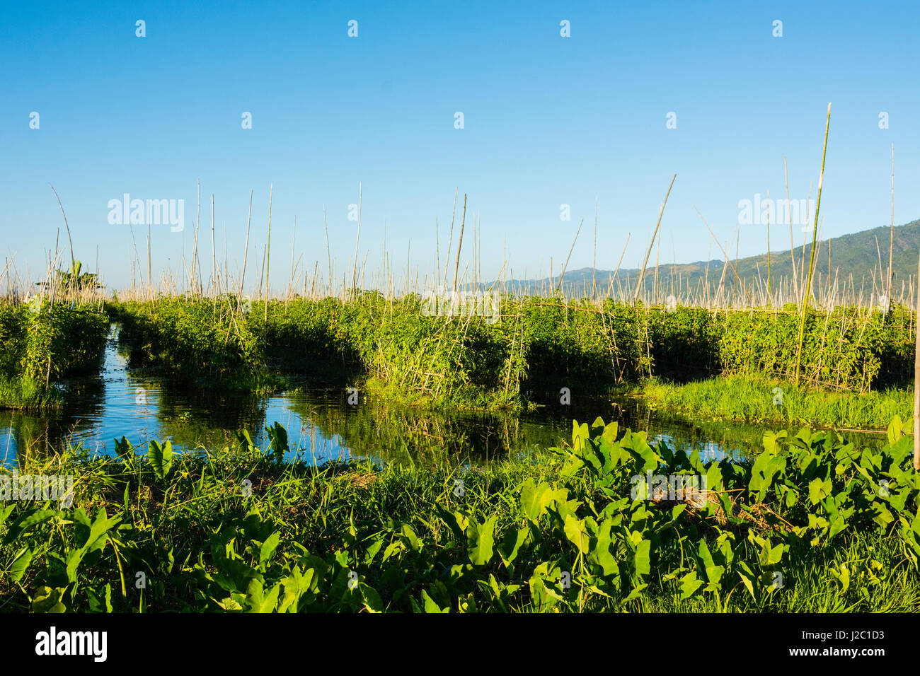 Le Myanmar. L'État Shan. Lac Inle. Ferme flottante. Les plants de tomates. Banque D'Images