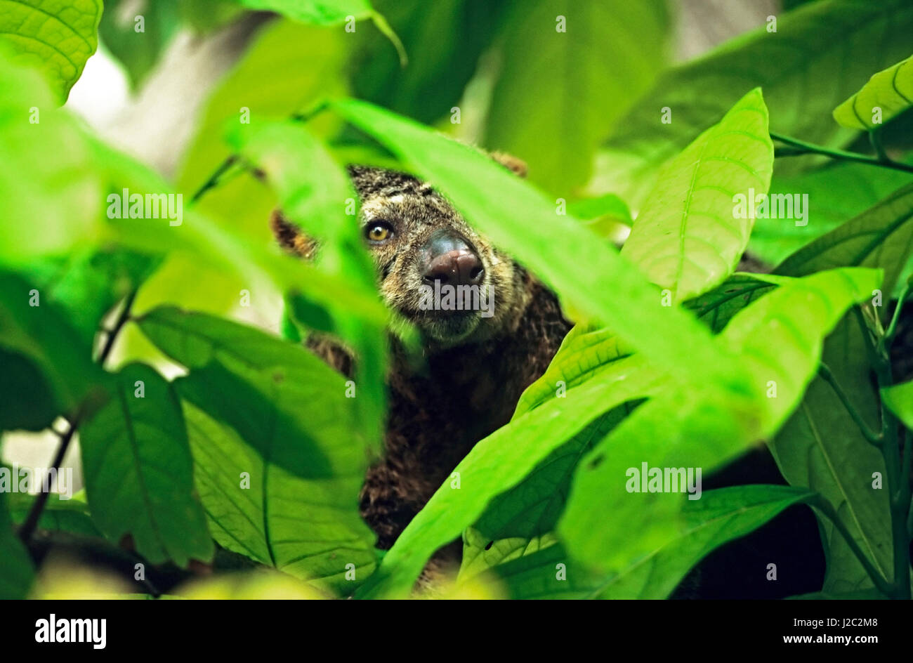 L'Asie, l'Indonésie, Sulawesi. Le bulbul bimaculé ursinus,, un marsupial arboricole. On ne connaît presque rien de leur statut et de l'écologie. Banque D'Images