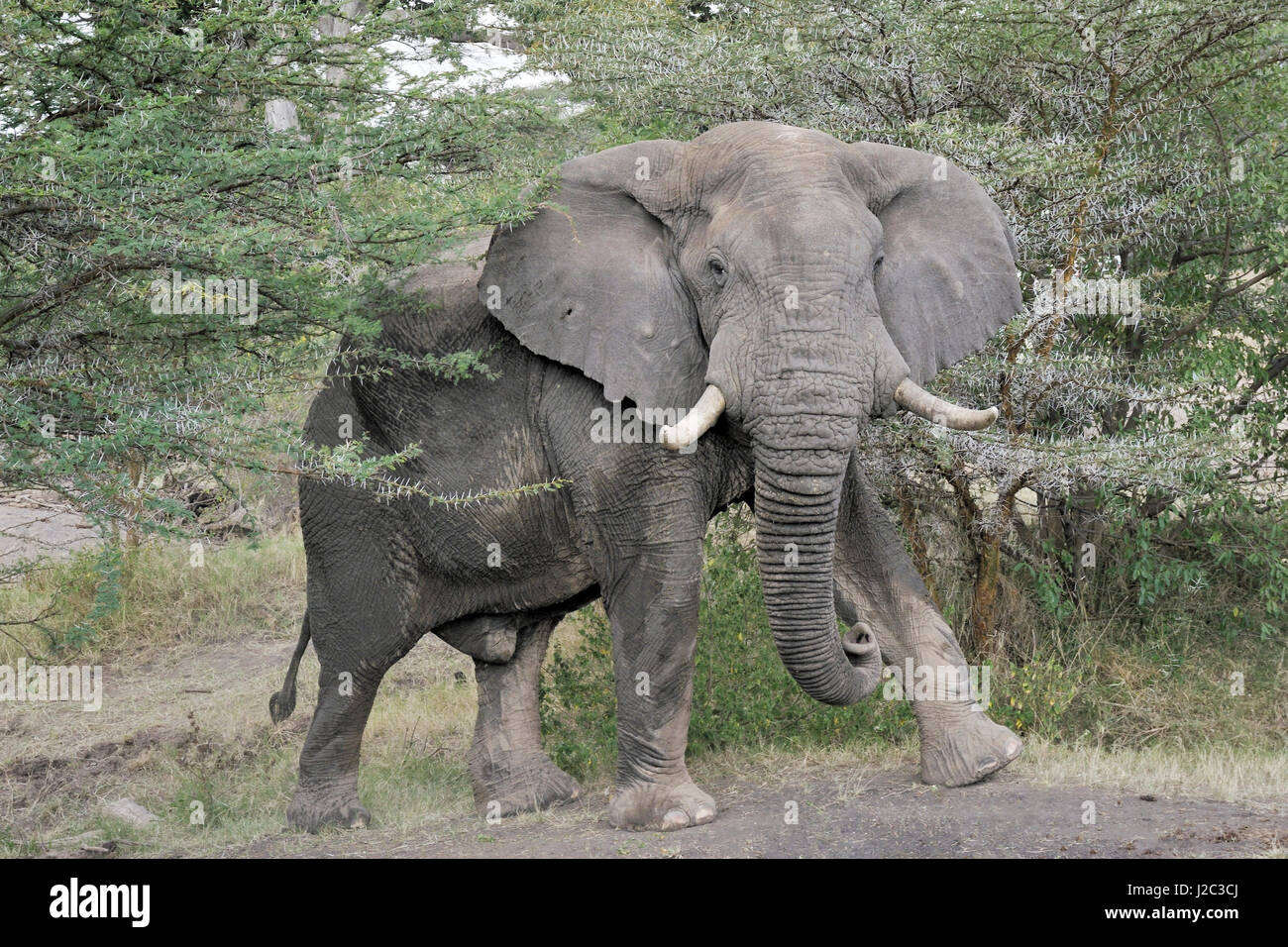 L'éléphant africain (Loxodonta africana) entre l'acaciatree, looking at camera, le parc national du Serengeti, Tanzanie. Banque D'Images