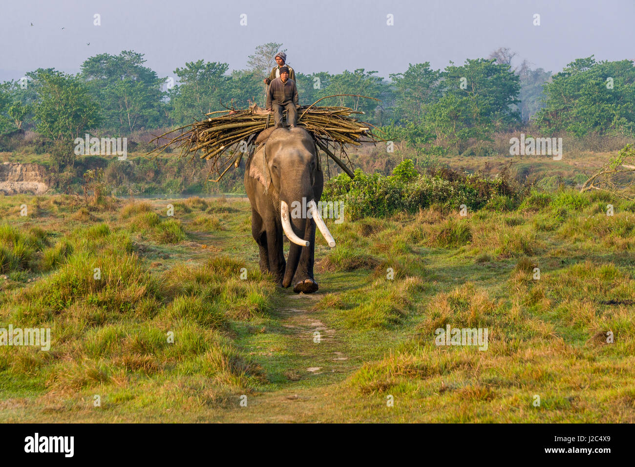 Un éléphant mâle (Elephas maximus indicus) avec de grandes dents molaires est transportant du bois dans le parc national de Chitwan Banque D'Images