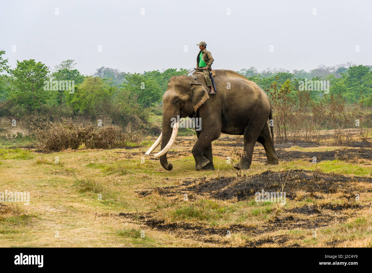 Un éléphant mâle (Elephas maximus indicus) avec de grandes dents molaires est transportant son mahout in chitwan national park Banque D'Images