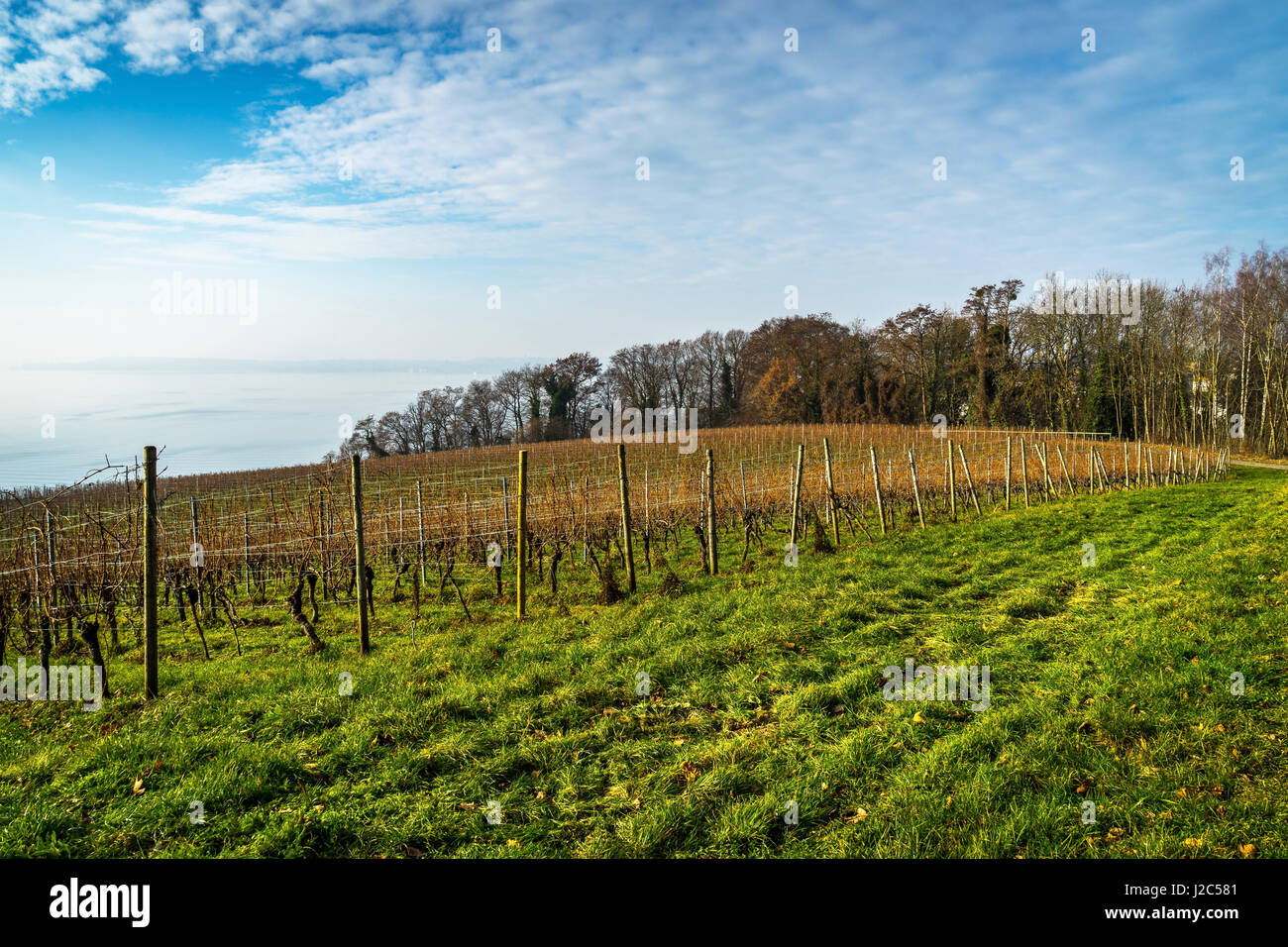 Vignes au lac de Constance contre ciel nuageux en Bade-Wurtemberg, Allemagne Banque D'Images