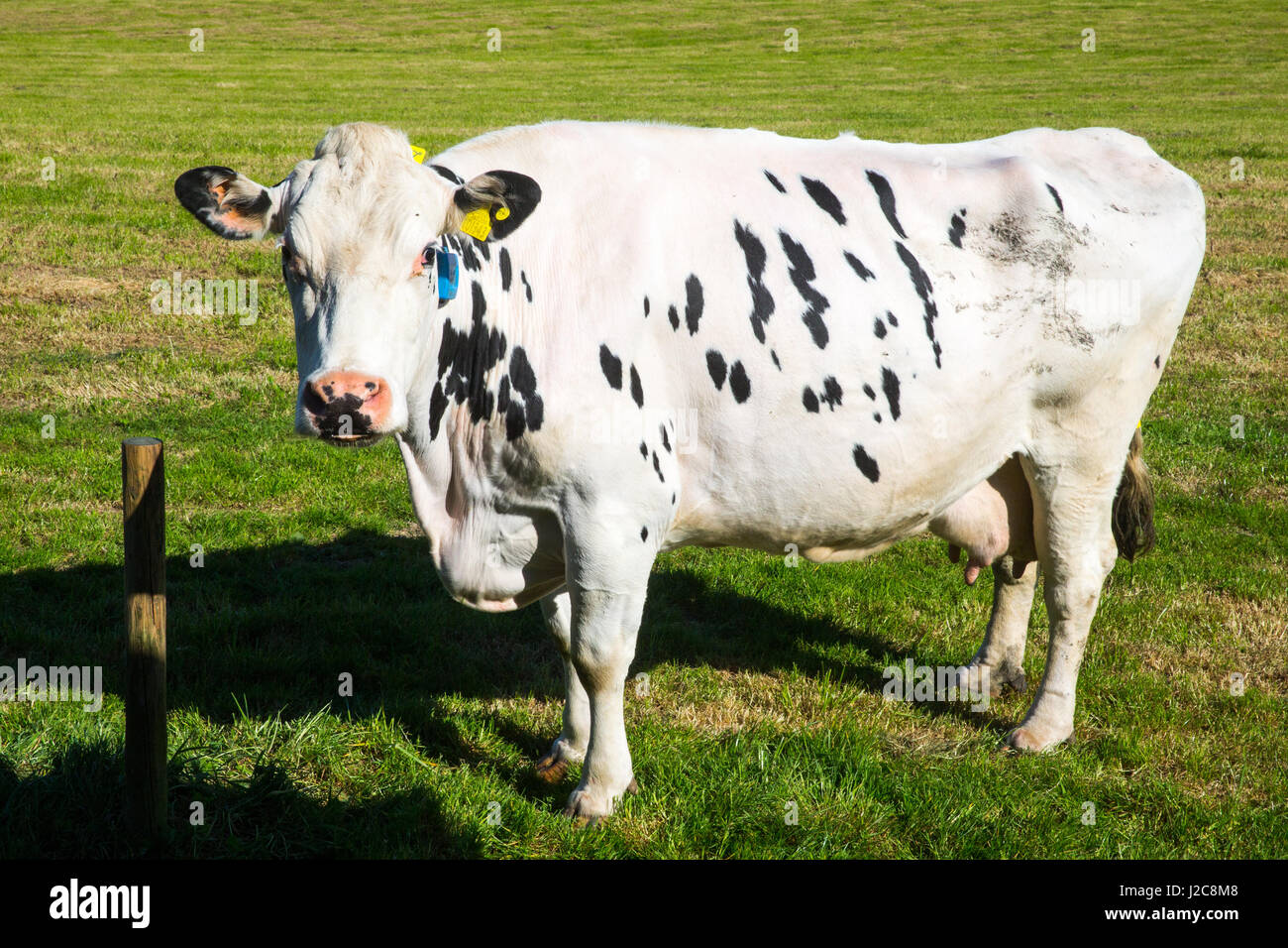 Grande vache laitière debout dans un champ à regarder l'appareil photo Banque D'Images