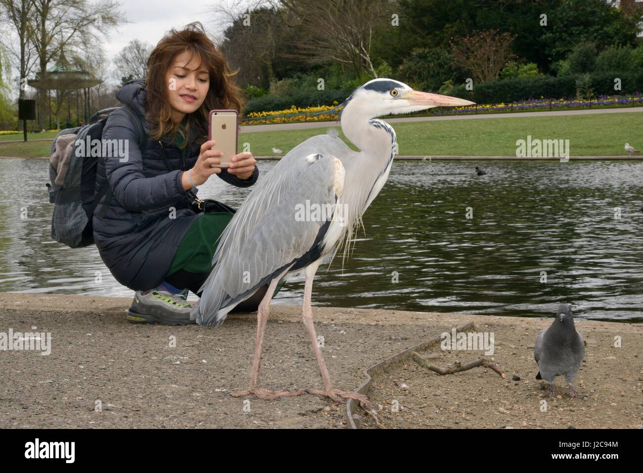 Asian woman photographier un héron cendré (Ardea cinerea) avec un téléphone intelligent à Regent's Park, London, UK, mars. Parution du modèle. Banque D'Images