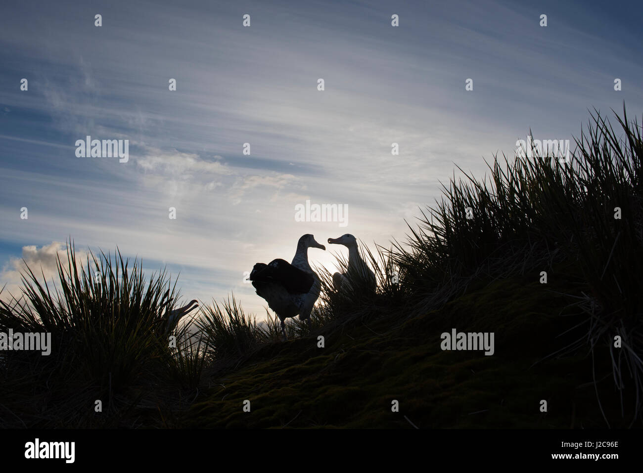 Albatros hurleur Diomeda exulans en parade nuptiale autour afficher nichent sur l'île de l'albatros, Baie des Îles Britanniques, la Géorgie du Sud Banque D'Images