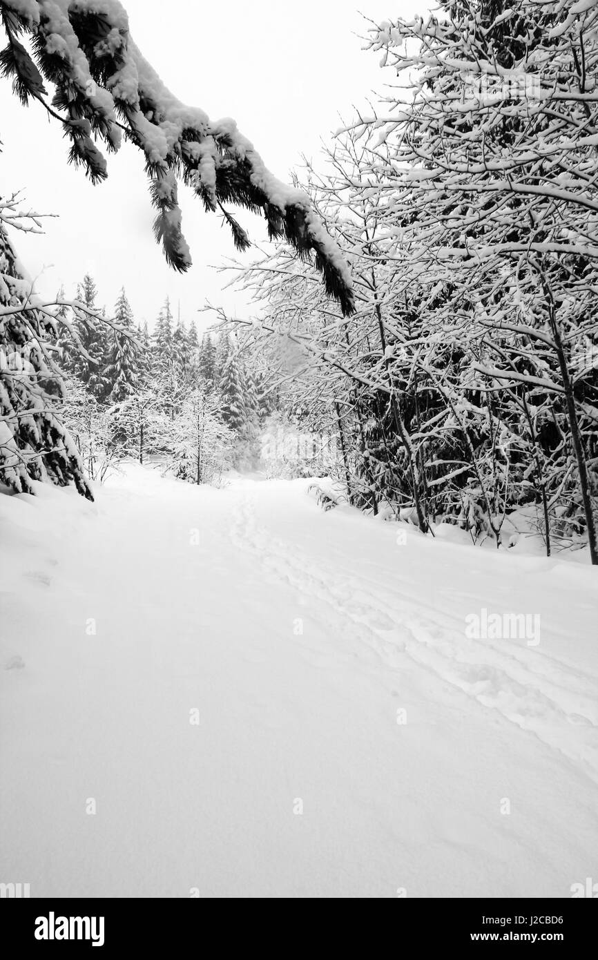 Des traces de pas dans la neige profonde, laisse le long sentier boisé dans le village de Whistler, BC, Canada, la neige fraîche est toujours en couches épaisses sur les branches d'arbres Banque D'Images