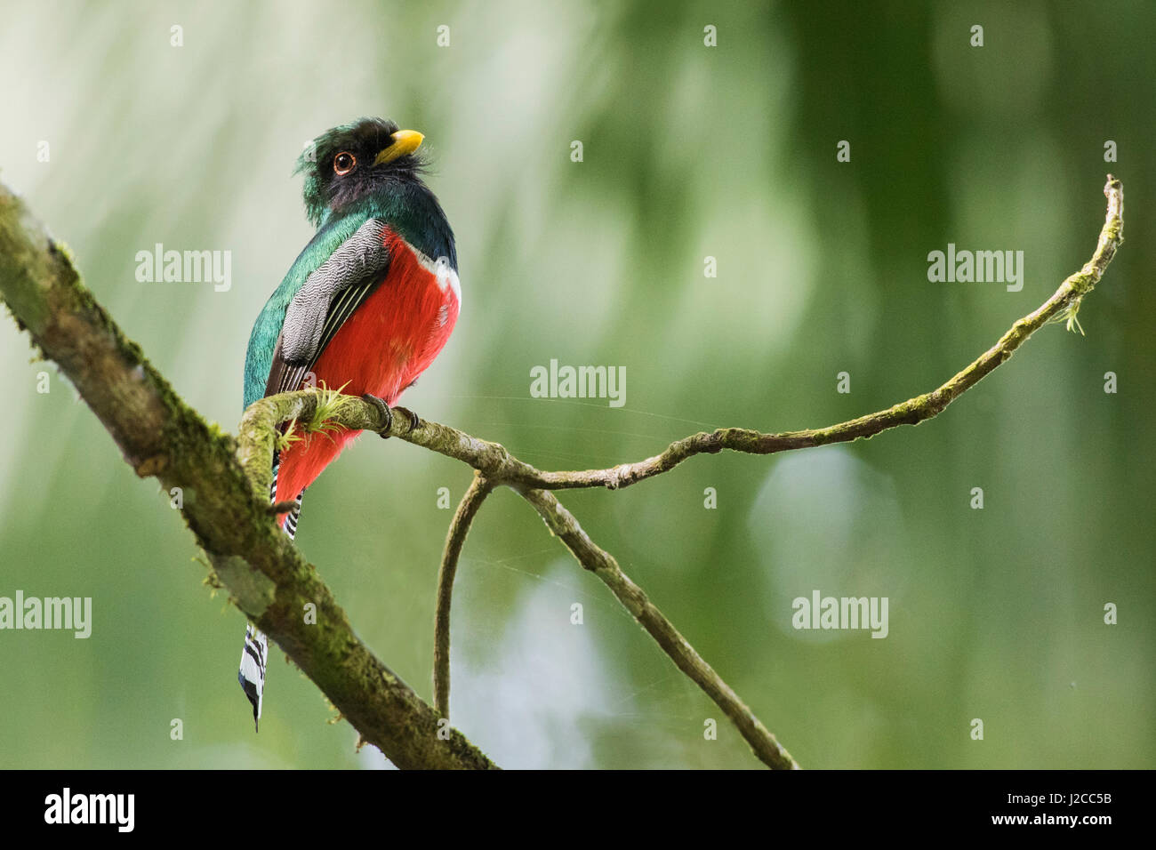 Trogon masqué Banque D'Images