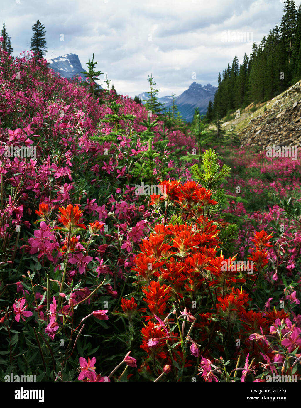 Le Canada, l'Alberta, parc national de Banff, de fleurs sauvages le long d'un ruisseau. Tailles disponibles (grand format) Banque D'Images