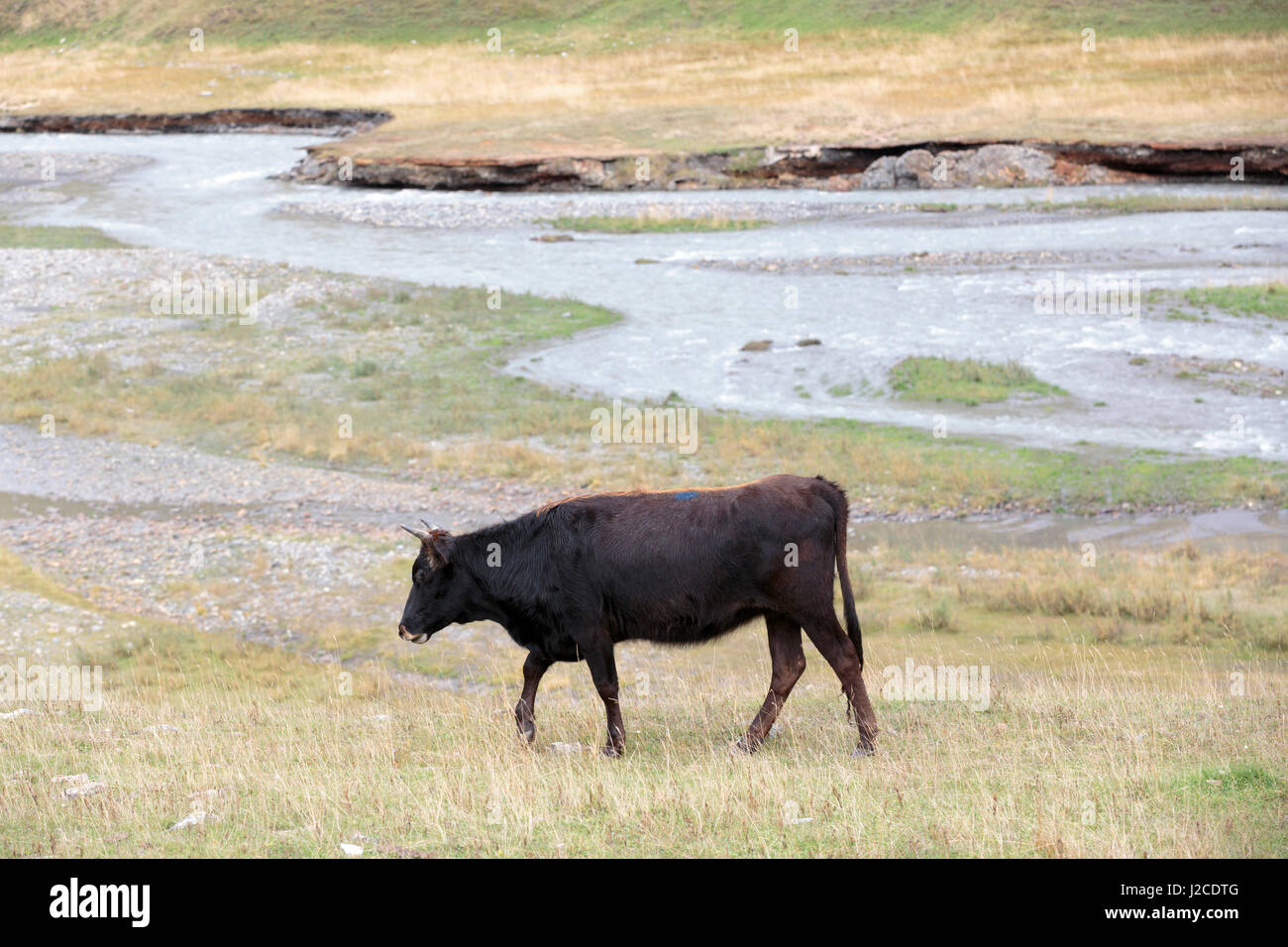 La Géorgie, Mtskheta, 235000 euros. Une vache de marcher le long d'une rivière à la base d'une vallée. Banque D'Images