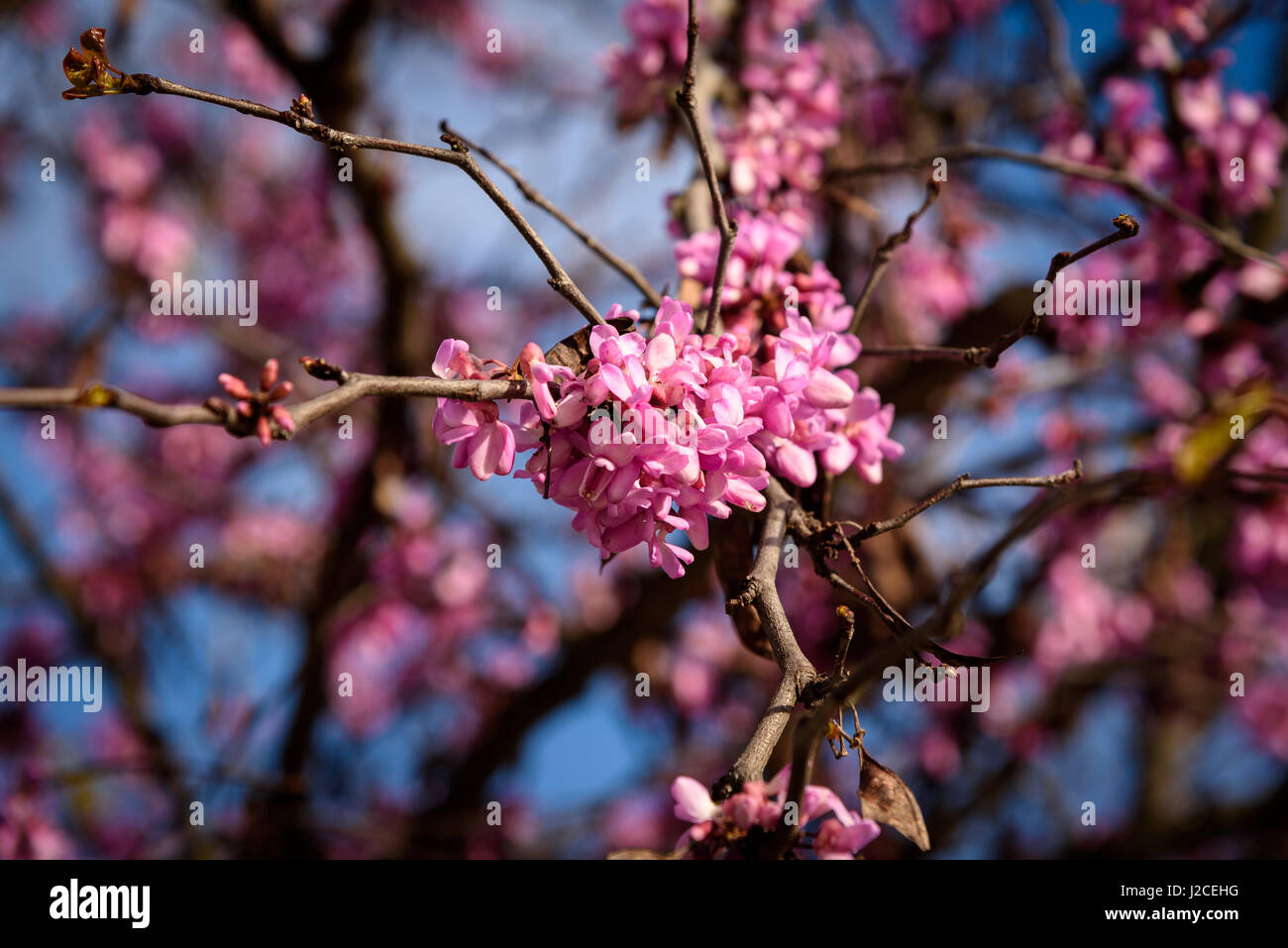 Le Portugal, Lisboa, LISBOA, Lisbonne est le point de changement pour le vol à destination de Cabo Verde Banque D'Images