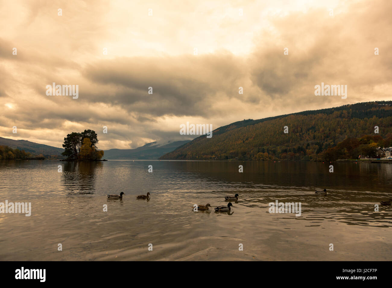 Crannog un et d'une île d'arbres sur l'eau immobile du Loch Tay au coucher du soleil comme certains canards nager vers la rive. Kenmore, Perthshire, Écosse Banque D'Images