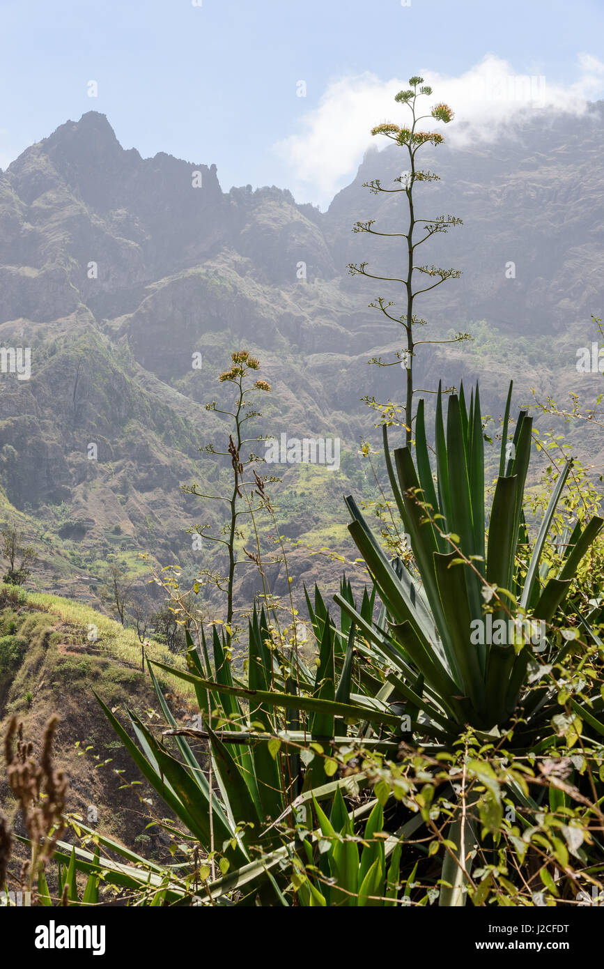 Cap Vert, Santo Antao, Paul, randonnée pédestre dans le vert Valle do Paul Banque D'Images