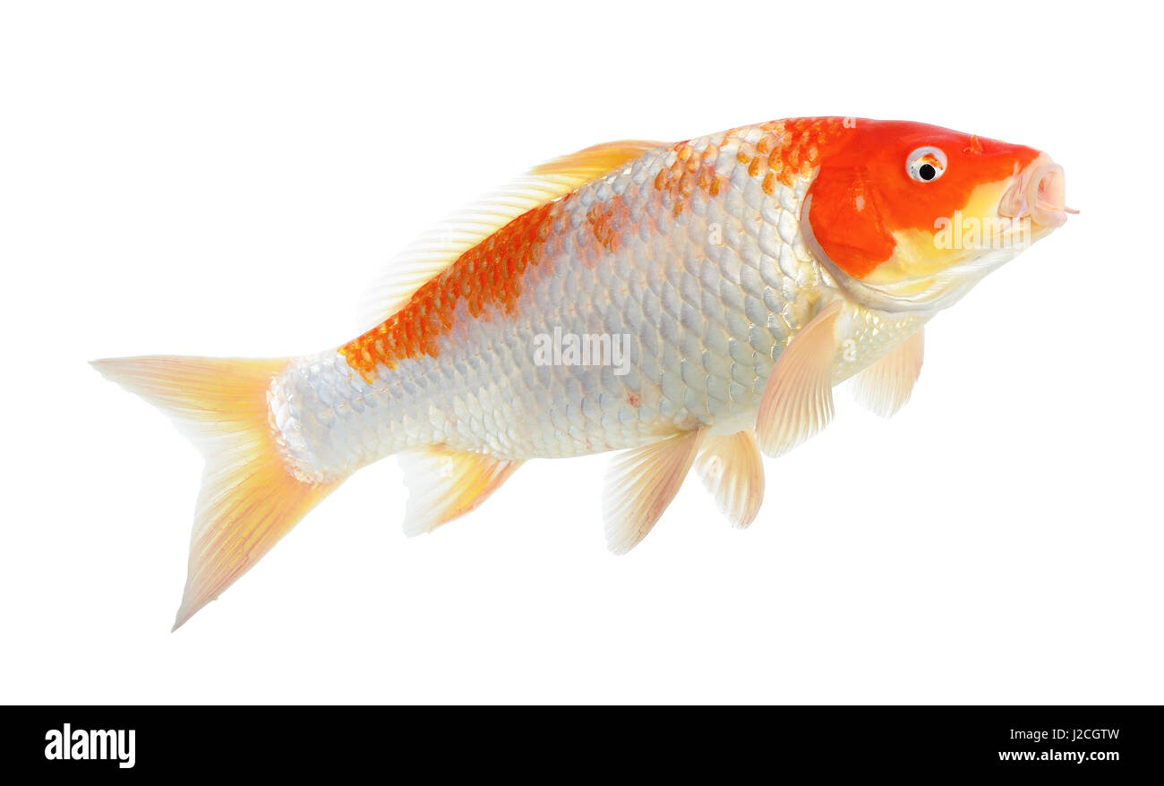 Koi de poissons rouge et blanc isolé sur fond blanc Photo Stock Alamy