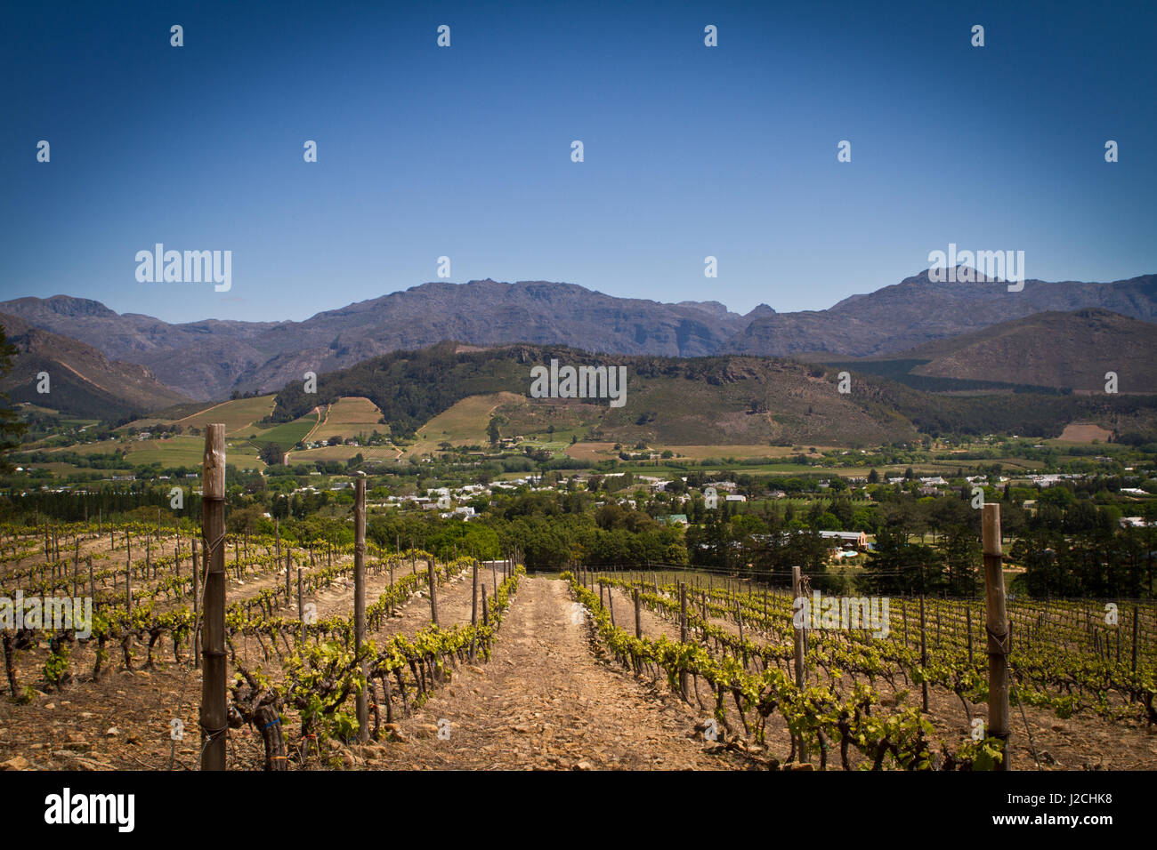 L'Afrique du Sud, Western Cape, Cape, Stellenbosch, vignoble, Stellenbosch est une ville de la province du Cap Occidental Banque D'Images