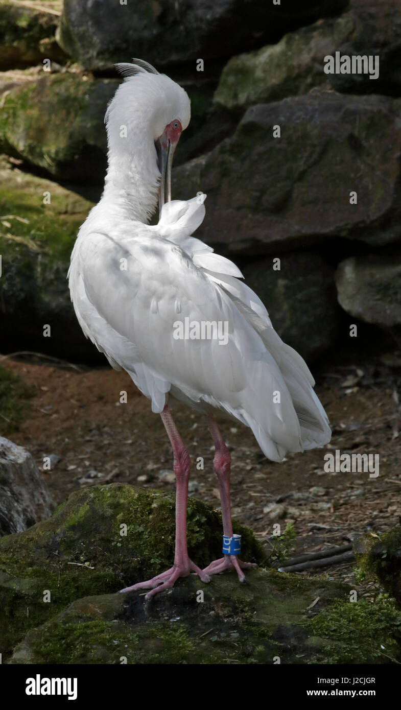 Spatule d'Afrique (platalea alba) Banque D'Images