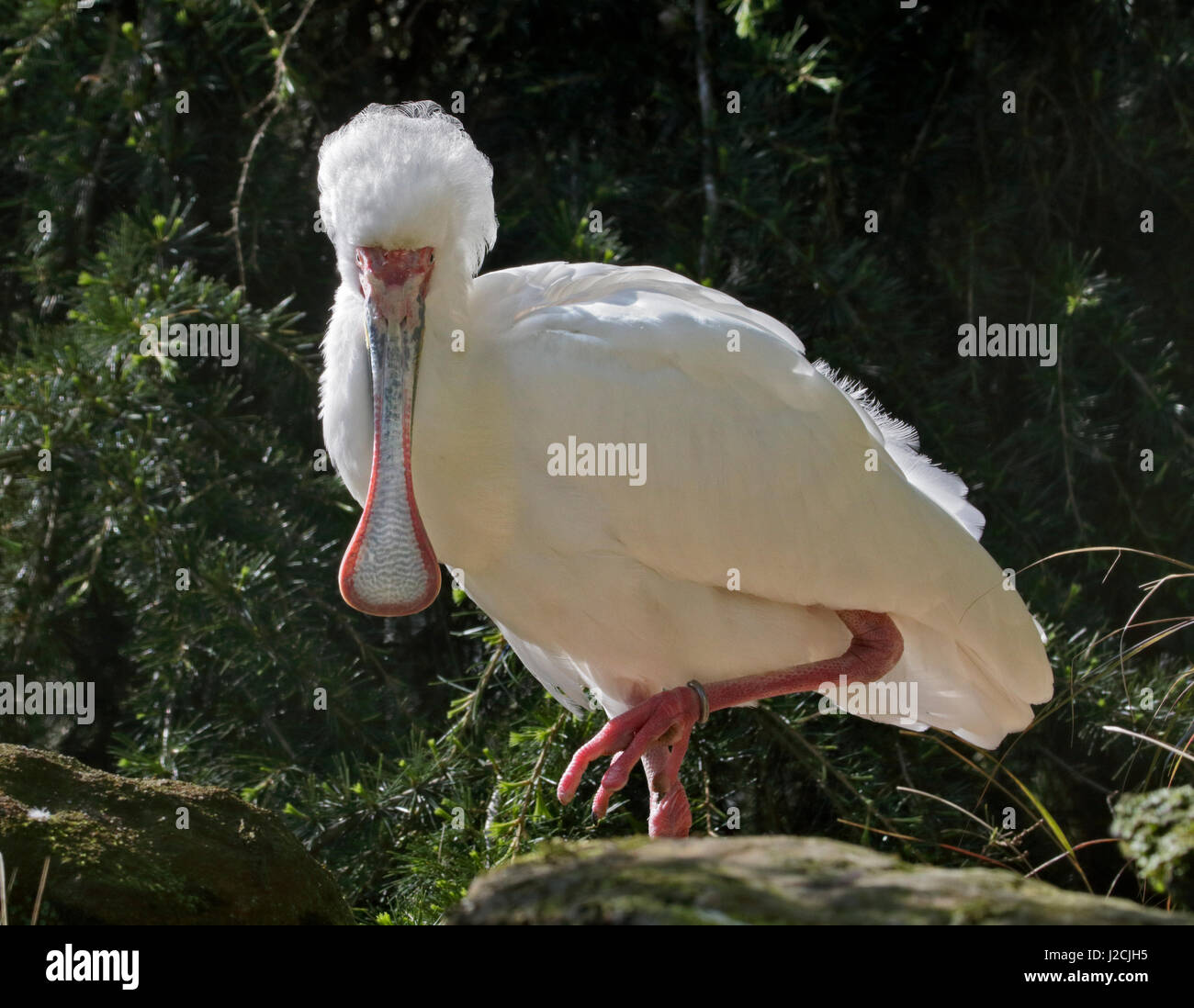 Spatule d'Afrique (platalea alba) Banque D'Images