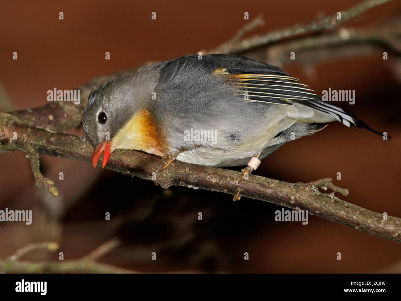 Pekin Robin (Leiothrix lutea) Banque D'Images