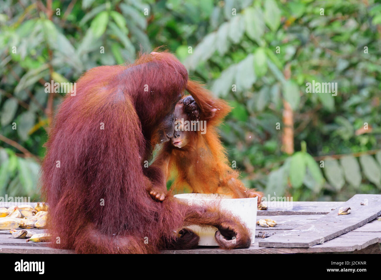 L'Indonésie, Kalimantan, Bornéo, Kotawaringin Barat, parc national de Tanjung Puting, orang-outan Banque D'Images