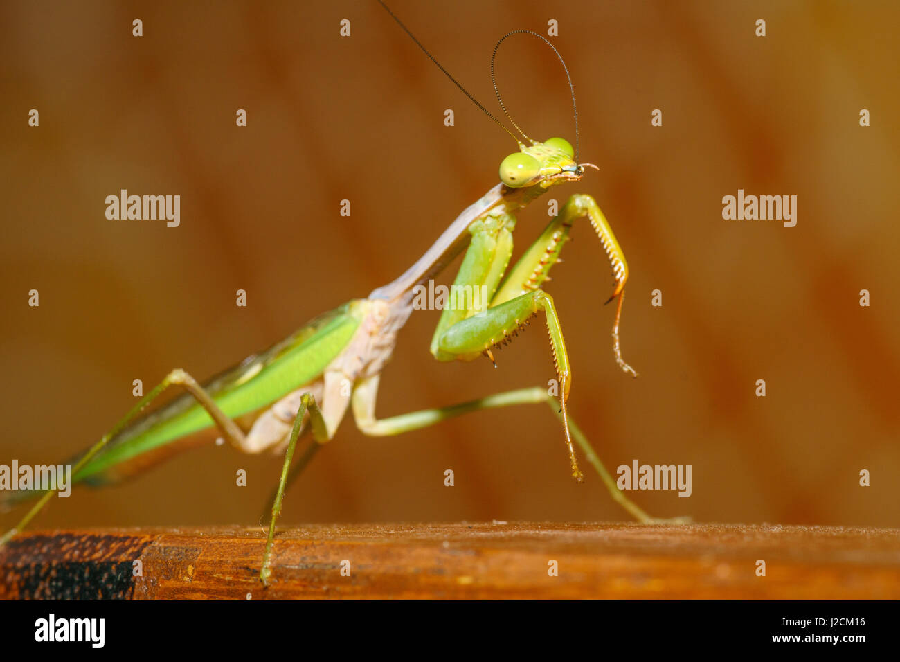 L'Indonésie, Maluku Utara, Kabupaten Halmahera Utara, close-up d'un insecte sur le nord de l'Molikken Banque D'Images