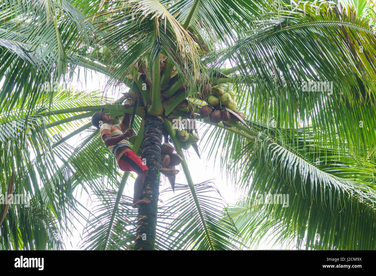 L'Indonésie, Maluku Utara, Pulau Kaboul, Morotai à l'origine de la récolte de noix de coco dans la palmeraie de Morotai sur le nord de l'Molikken Banque D'Images
