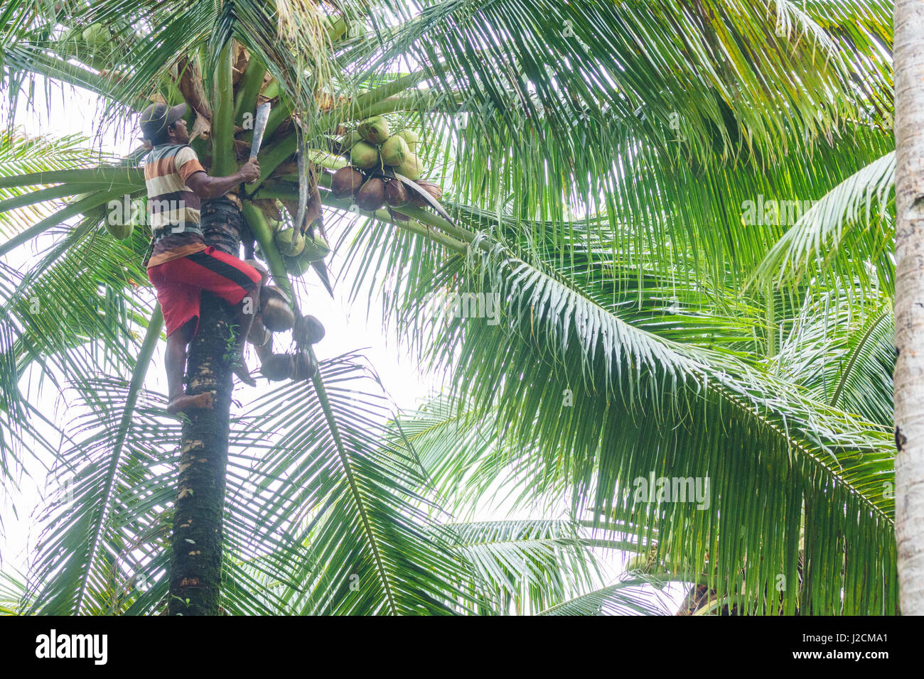 L'Indonésie, Maluku Utara, Kaboul, Morotai Pulau récolte de noix de coco dans la palmeraie de Morotai sur le nord de l'Molikken Banque D'Images