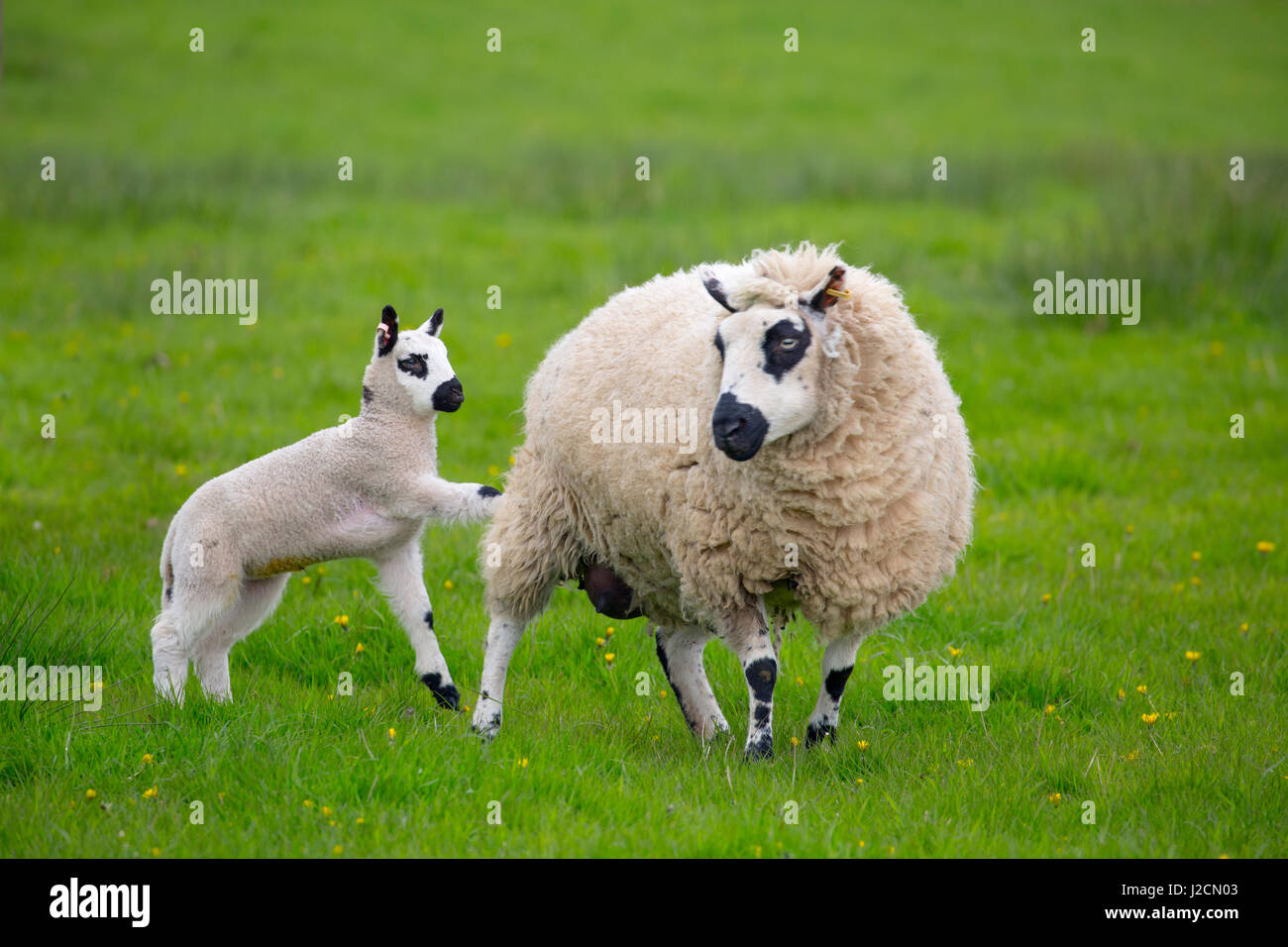 Kerry Hill troupeau de moutons et agneaux Brebis Banque D'Images