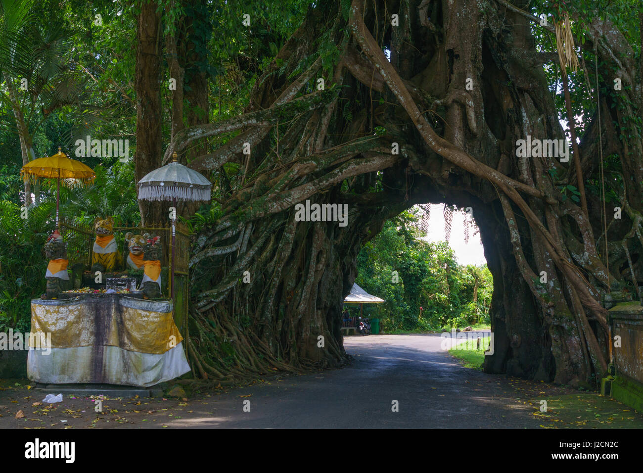 L'INDONÉSIE, Bali, Kabupaten, Jembrana vieil arbre avec cave pour une route  à Pulukan Photo Stock - Alamy