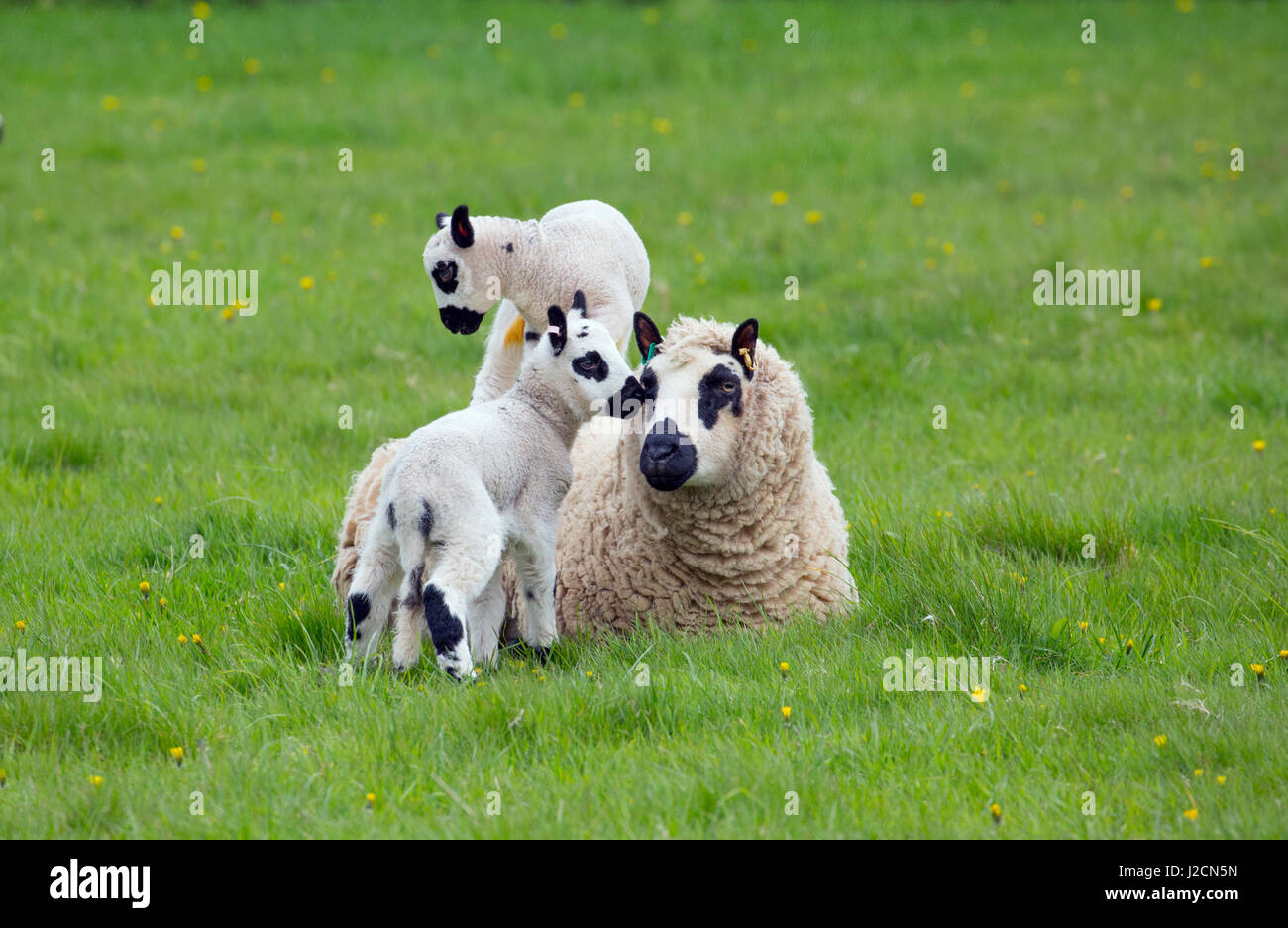 Kerry Hill troupeau de moutons et agneaux Brebis Banque D'Images