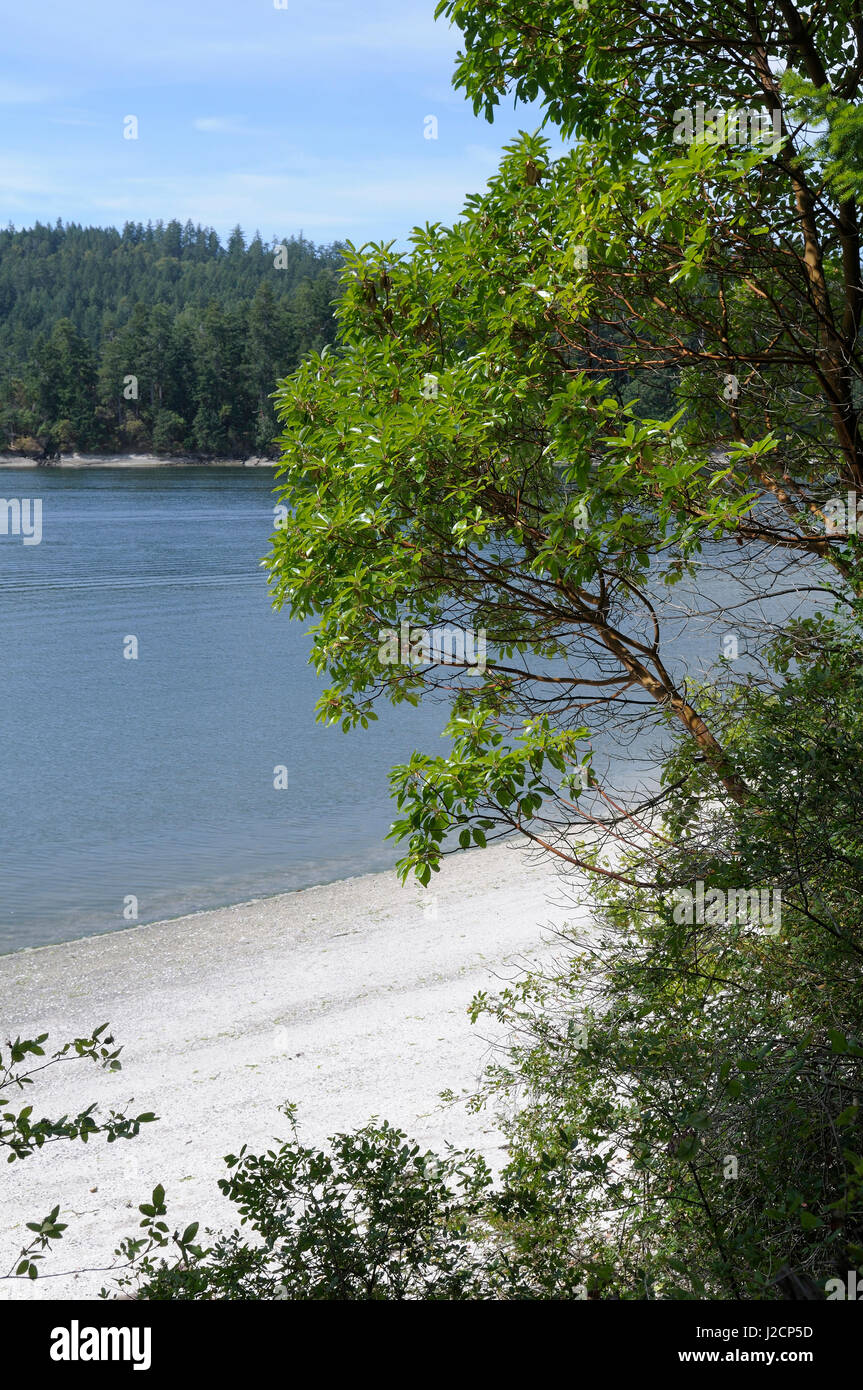 Le Canada, la Colombie-Britannique, l'île Galiano, Montague Harbour. L'arbousier d'au-dessus d'une plage de sable à Montague Harbour Parc Provincial. Banque D'Images