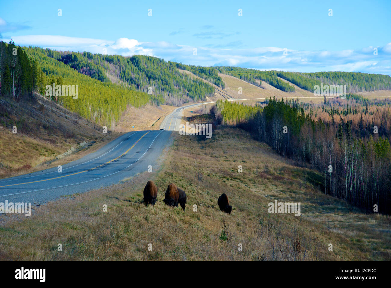Le bison des bois (Bison bison athabascae) (souvent appelé la Wood Buffalo), est une sous-espèce du nord de l'écotype distinct ou du bison d'Amérique. Le Bison sur autoroute. Tailles disponibles (grand format) Banque D'Images