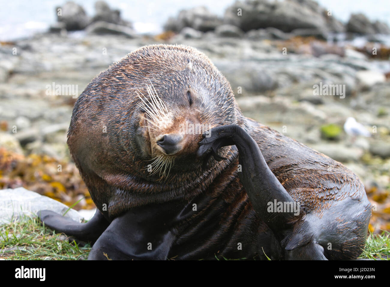 Un indigène de la Nouvelle-Zélande (Arctocephalus forsteri) à Kaikoura. Banque D'Images