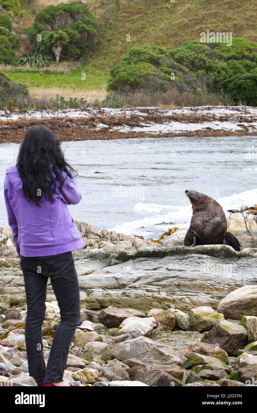 Arrêt pour visiter les routards Nouvelle-zélande indigène (Arctocephalus forsteri) à Kaikoura. (MR) Banque D'Images