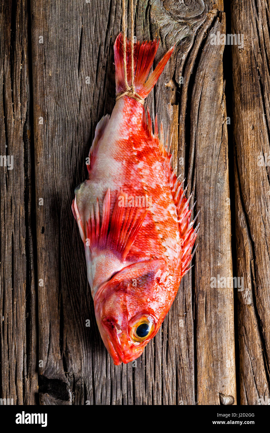 Scorpionfish fraîche de la mer Méditerranée, suspendu à une chaîne sur un mur en bois à un port de pêche Banque D'Images