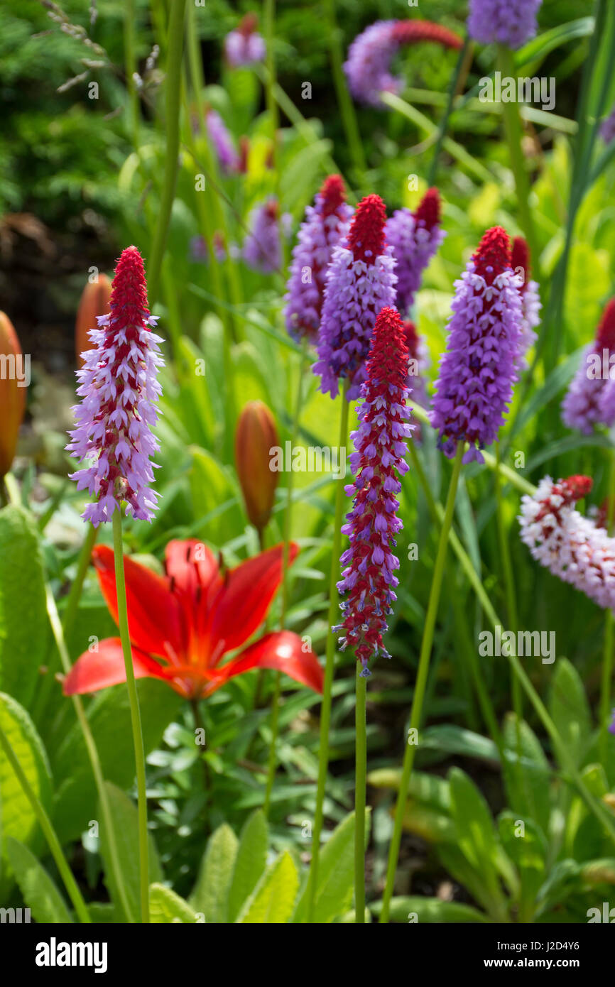 Canada, Nouveau-Brunswick, dans le comté de Charlotte. Saint Andrews (aka Andrews-by-the-Sea). Le Jardin Kingsbrae, détail de fleurs colorées et de fleurs de sucette. Banque D'Images