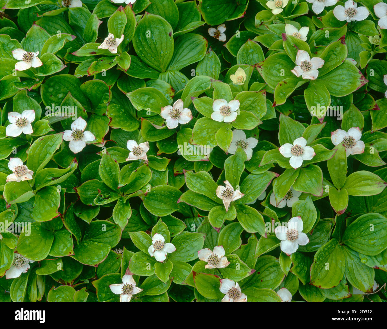 Le Canada, Terre-Neuve, le parc national du Gros-Morne, à fleurs blanches de cornouiller du Canada (Cornus canadensis) après une averse à Green Point. Tailles disponibles (grand format) Banque D'Images